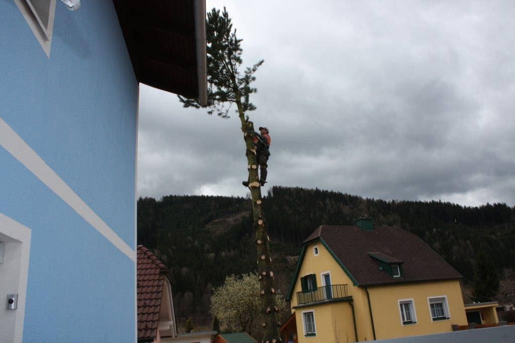 Baumabtragung in Kammern im Liesingtal im Bezirk Leoben